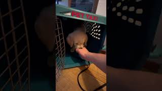 Teaching my 8 week old puppy to use the crate [upl. by Ytinirt]