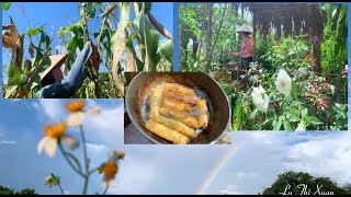 Harvesting corn making crispy spring rolls making trellises for tomatoes [upl. by Airamanna]