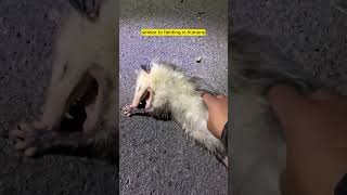 Opossum Playing Dead – Nature’s Clever Survival Trick [upl. by Fosque106]