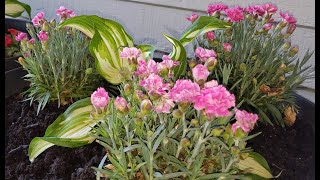 Dianthus Early Bird Sherbet amp Hosta [upl. by Ard]