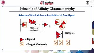 Affinity Chromatography Part A [upl. by Biernat201]