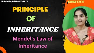 Principle of inheritance BSc 2nd yearMendels Law Of Inheritancegenetics chromosomaltheory [upl. by Attah]