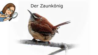 15 häufige Vogelarten an der Winterfütterung  Erkennen und nützliche Infos [upl. by Dempsey250]