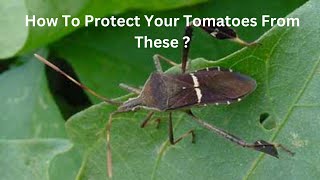 A Simple Way To Protect Your Tomatoes From Leaffooted Bugs [upl. by Anelleh]