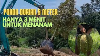 Nanam Pohon Durian Montong 5 Meter Hanya 3 menit Selesai  Berkebun Duarian [upl. by Reina]