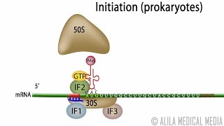 Animation of Protein Synthesis Translation in Prokaryotes [upl. by Meagan632]