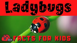 Ladybug Facts for Kids  Bug or Beetle [upl. by Attezi]