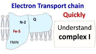 NADH dehydrogenase complex 1 of ETC [upl. by Noemad768]