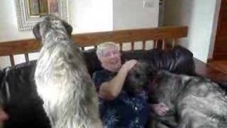 Irish Wolfhound Pups  Visit from Grandma [upl. by Yalonda]