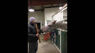 This horse really loves Native American Flute [upl. by Knick123]