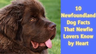 10 Newfoundland Dog Facts That Newfie Lovers Know by Heart [upl. by Afnin329]