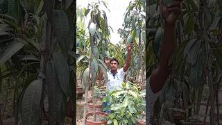 mango farming in west bengal  big mango plant nursery  mango plant care [upl. by Elizabet824]