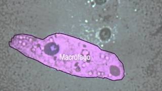 Fagocitose ao microscópio de luz NUEPE [upl. by Anavlys]