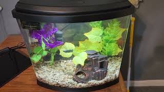 Top Fin Split Bowfront 5 Gallon Tank Initial Setup [upl. by Ollehcram220]