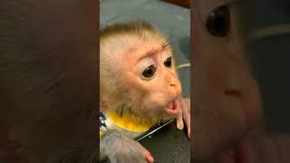 Kiki Monkey Short videos  shorts monkey animals babymonky monkeykiki [upl. by Muir]