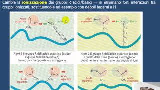 La denaturazione delle proteine HD [upl. by Ttegirb552]