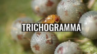 Trichogramma [upl. by Levitan]