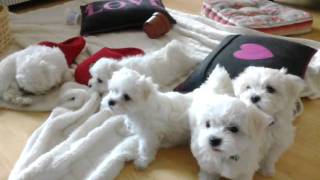 Maltese Puppies at 8 Weeksmp4 [upl. by Ycrad575]