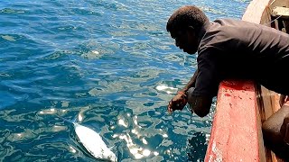 Catching Wolf Herring Fish Needle Fish amp Queen Fish in Sea [upl. by Leimaj]