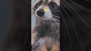 Raccoons The Clever Curious Nighttime Adventurers  Animal Facts fascinatingwildlife [upl. by Elyk]