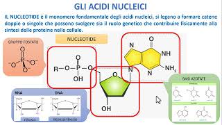 BIOLOGIA  Gli Acidi Nucleici [upl. by Anim]