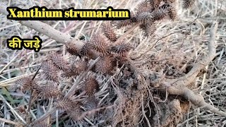 Xanthium strumarium ROOT SYSTEM tajagroproducts1312 [upl. by Fretwell]