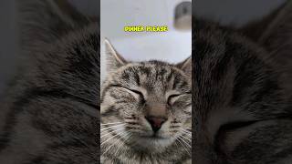 Cat meditation 😹 catfunny catlover catvideos [upl. by Adamik]