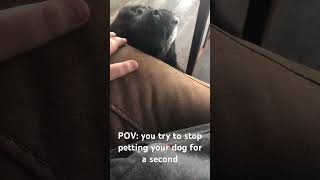 POV you try to stop petting your dog for a second dog [upl. by Feer]