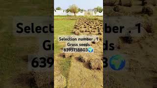 Selection number  1 Grass seedsagriculture gardening garden gajraulanursery 😱🌍plantnursery 👌🔥 [upl. by Drahnreb]