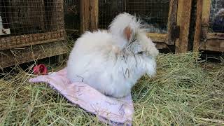 Fluffernutter Peanutbutter English Angora Rabbit [upl. by Recnal]