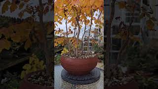 Koelreutaria paniculata bonsai forest in beautiful colors [upl. by Mcnalley28]