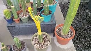 Trichocereus Collection in Colorado Rare and Expensive clones [upl. by Edison]