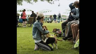 Basset Hound Races  Bark at the Parx [upl. by Grath]