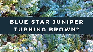 Is Your Blue Star Juniper Turning Brown [upl. by Dorin]