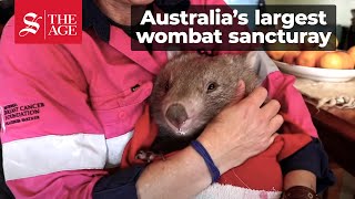 Wombat Woman Australia [upl. by Winonah965]