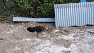 Brush Turkey [upl. by Sucramd]