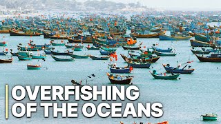 Overfishing Of The Oceans  Illegal Fishing  Fish Transportation  Eco Crime [upl. by Repip]