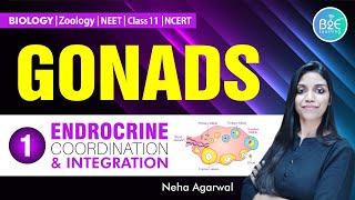 GONADS  PRIMARY SEX ORGANS  NEET BIOLOGY  SEX HORMONES FROM TESTIS amp OVARIES  NCERT HIGHLIGHTS [upl. by Ahsenev163]