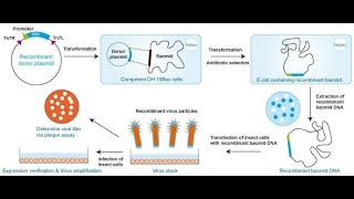 Baculovirus insect cell expression system [upl. by Akinihs54]