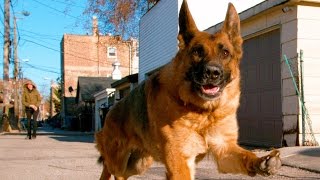 German Shepherd Dog Running In 4K Slow Motion  Alsatian Shepherd Dog [upl. by Burkhard]