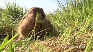 Feldhase  eine Chance für den Feldhasen Naturschutz Umweltschutz Tierschutz [upl. by Ruthanne]