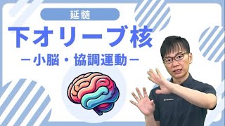 【延髄 働き】場所から脳画像 下オリーブ核の解剖と機能小脳運動失調 [upl. by Alaehs]