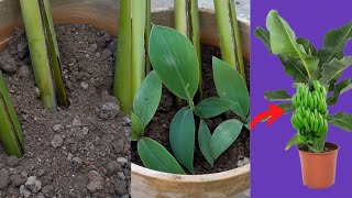 How to grow banana tree from banana leaves [upl. by Chick]