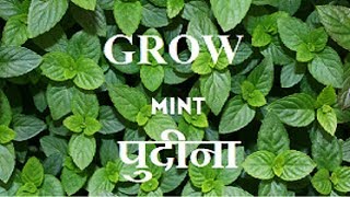 How to grow mint plant at home  पुदीना घर पर ही कैसे उगाये हिंदी [upl. by Kari]