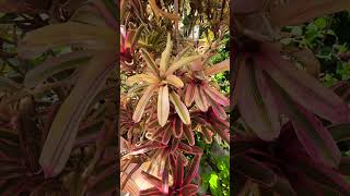 Blushing Bromeliad garden houseplant plants nature [upl. by Lipsey]