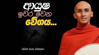 251 ආයුෂ ඉවර වෙන වේගය  ජවන හංස ජාතකය  20240203 [upl. by Eca]