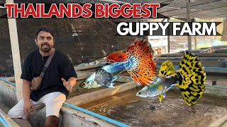 Thailands Largest Guppy Fish Farm Tour [upl. by Fanning]