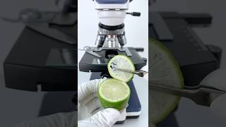 Bergamot under a microscope 🍋🔬amazing facts experiment [upl. by Benilda]