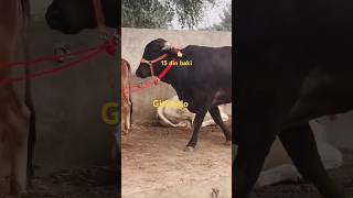 Girlando dairy farmcow 2dant dairyfarmingcow trending top milk cattle farming [upl. by Madeline]