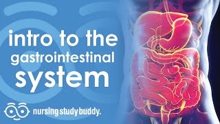 Intro to Gastrointestinal System  Nursing Study Buddy Video Library [upl. by Eadmund183]